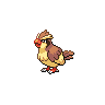 picture of pidgey